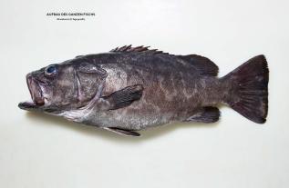 Josh Niland: Der ganze Fisch: Rezepte von der Flosse bis zur Kieme 