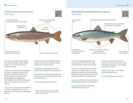 Hans Eiber, Alexander Kölbing: Fischerprüfung 