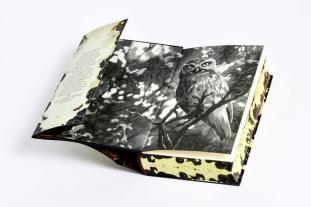 Ava Reed: Witches of Deadly Sins 