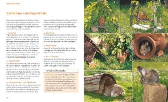 Monika Wegler: Kaninchen im Außengehege 