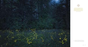 Frank Dr. Weinreich, Andreas Gerth, Frank Weinreich: Auenland und Düsterwald 