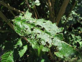 Fiona Kiss, Andreas Steinert: Handbuch Pflanzenschutz im Biogarten 
