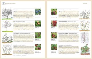 Hansjörg Haas: Das große GU Praxishandbuch Pflanzenschnitt 