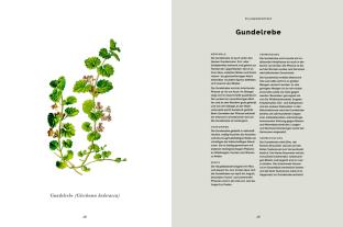 Bernadette Wörndl: Das Wald-Kochbuch 