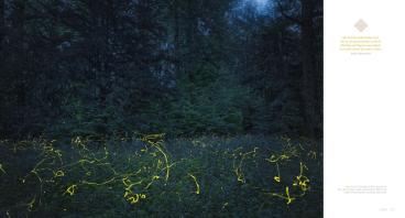 Frank Dr. Weinreich, Andreas Gerth, Frank Weinreich: Auenland und Düsterwald 