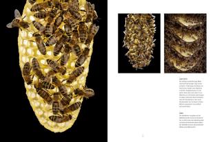 Ingo Arndt, Jürgen Prof. Dr. Tautz, Jürgen Tautz: Honigbienen - geheimnisvolle Waldbewohner 