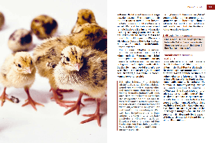 Heide Hasskerl: Wachteln 