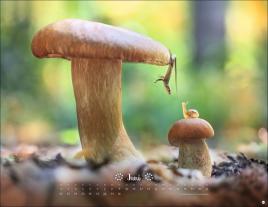 Vadim Trunov: Vadim Trunov: Märchenhaftes Waldleben Posterkalender 2026 