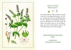 Kräuter und Blumen am Wegesrand 