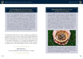 Mary Dannehl, Philip Rebensburg: Microdosing mit Psilocybin 