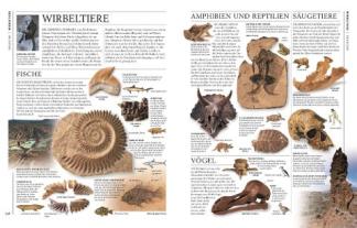 Karin Koch, DK Verlag, Ronald L. Bonewitz, Stephan Matthiesen: Steine & Mineralien 