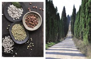 Cettina Vicenzino, DK Verlag: Toskana in meiner Küche 